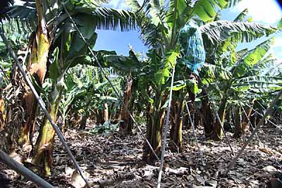Kanarische Bananenplantage